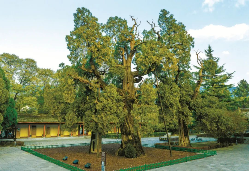 ennium-old trees in Shaanxi不朽情缘探秘陕西5株千年古树｜Visit 5 mill(图1)