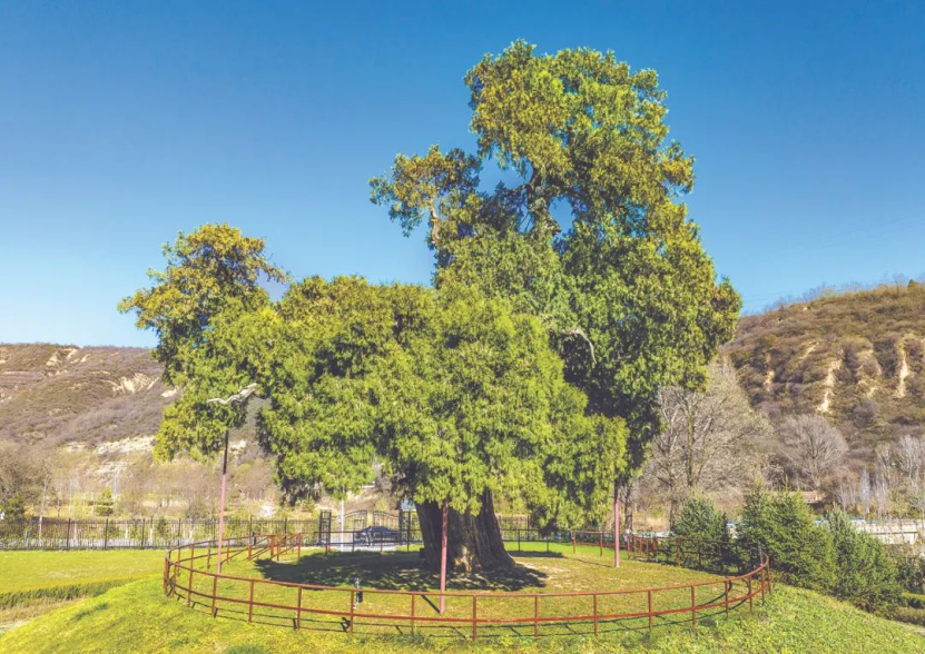 ennium-old trees in Shaanxi不朽情缘探秘陕西5株千年古树｜Visit 5 mill(图3)