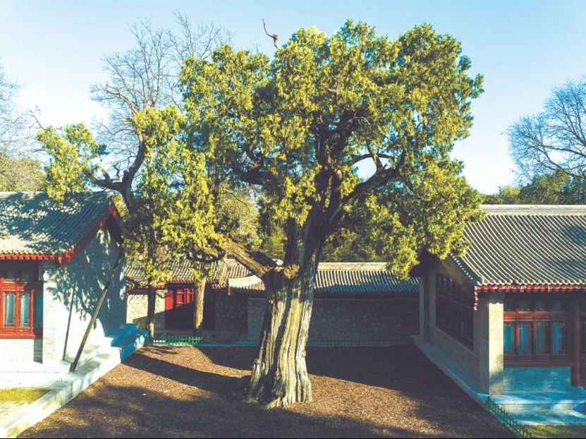 ennium-old trees in Shaanxi不朽情缘探秘陕西5株千年古树｜Visit 5 mill(图4)