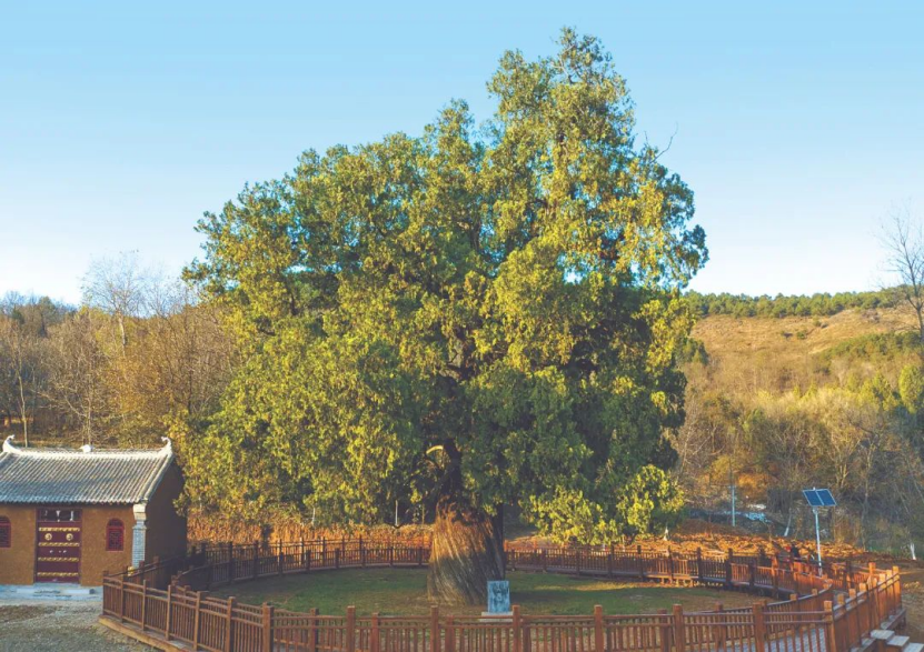 ennium-old trees in Shaanxi不朽情缘探秘陕西5株千年古树｜Visit 5 mill(图5)